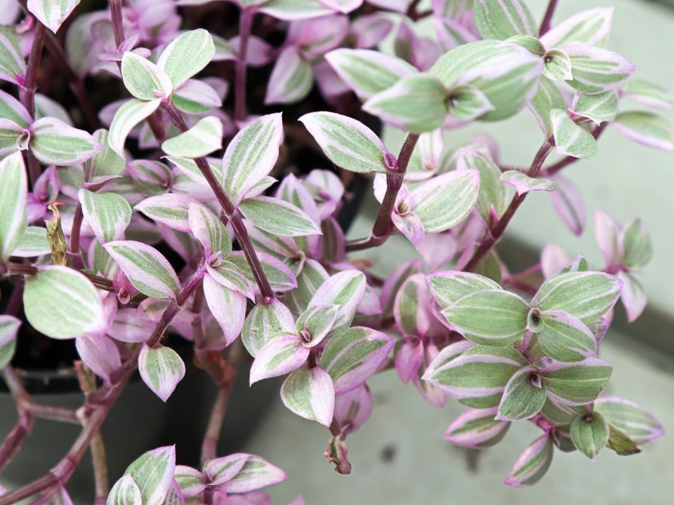 Callisia repens 'Pink lady'