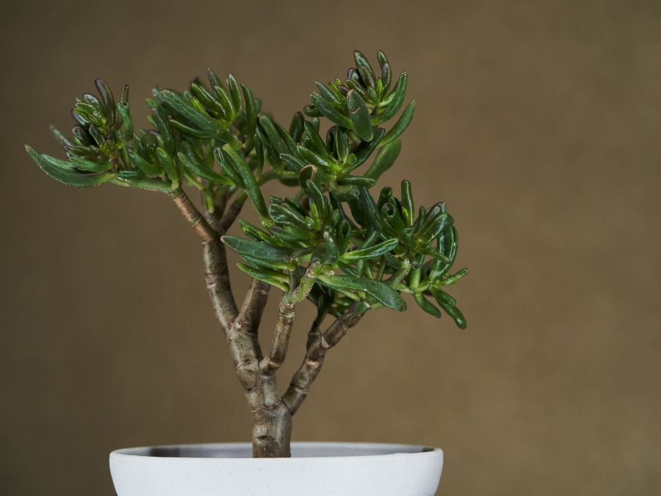 Crassula ovata 'Hobbit'