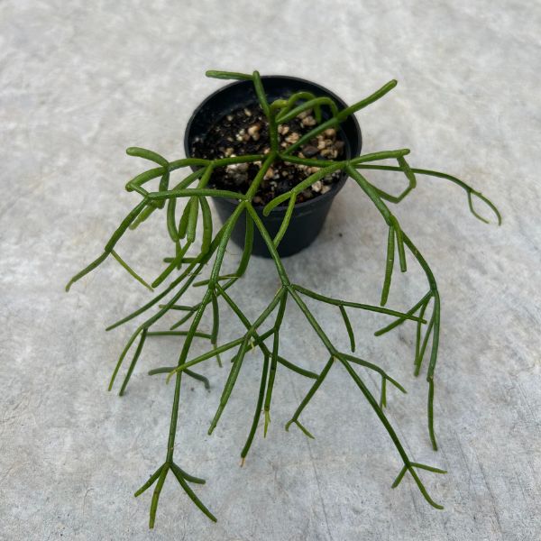 Rhipsalis baccifera