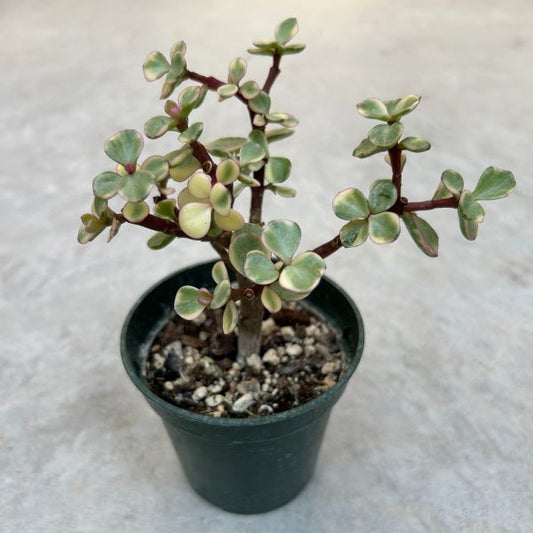 Portulacaria afra variegata