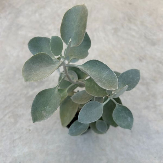 Kalanchoe hildebrantii