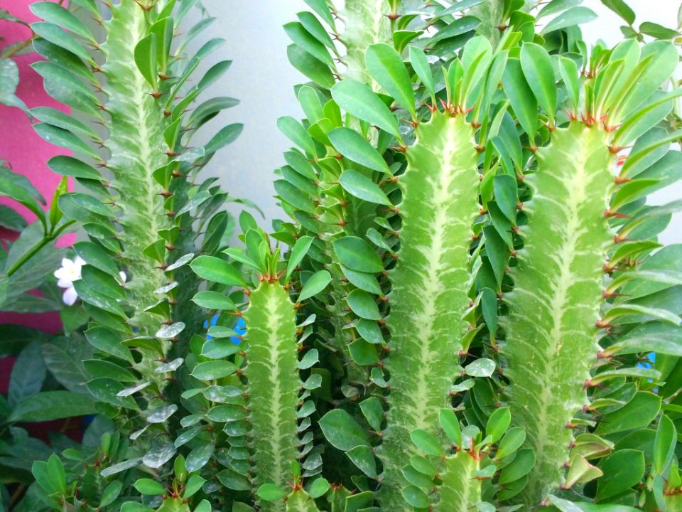 Euphorbia trigona