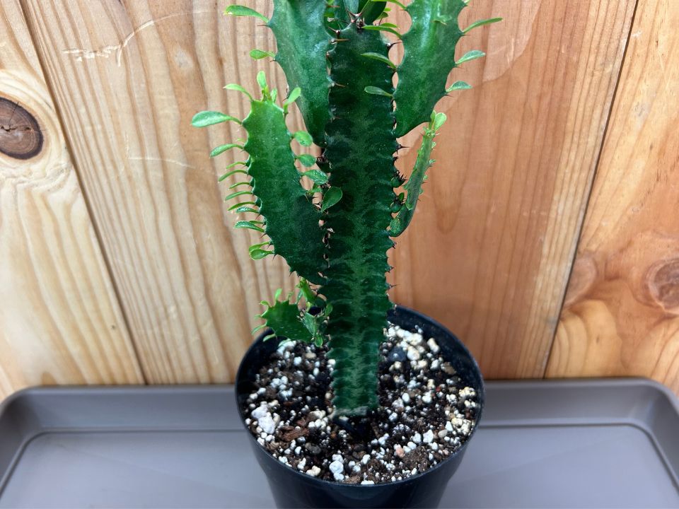 Euphorbia trigona