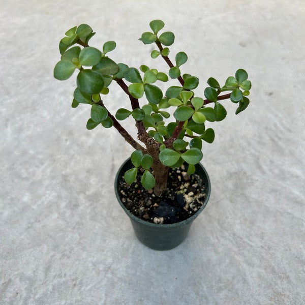 Portulacaria afra