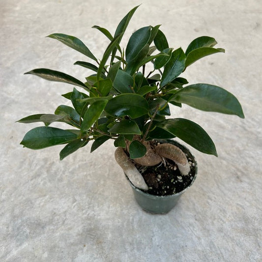 Ficus microcarpa Ginseng