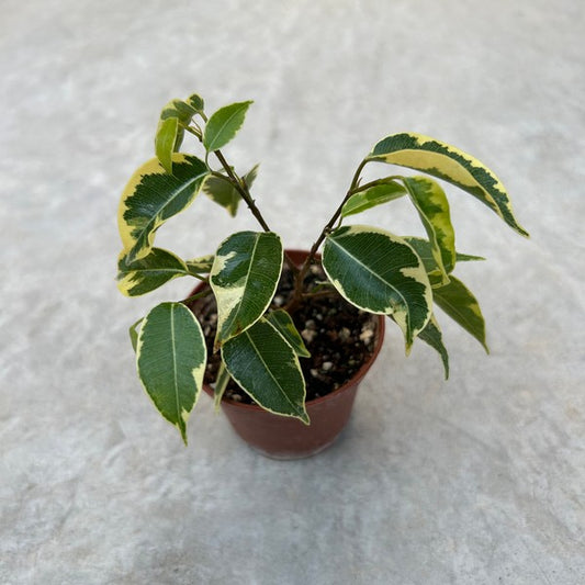 Ficus Benjamina variegata