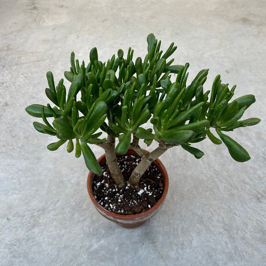 Crassula ovata 'Hobbit'