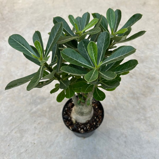 Adenium obesum