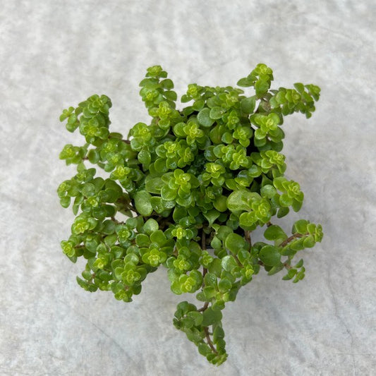 Sedum makinoi ogon