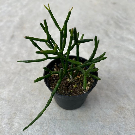 Rhipsalis salicornioides