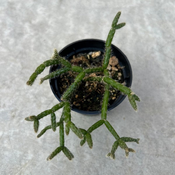 Rhipsalis pilocarpa