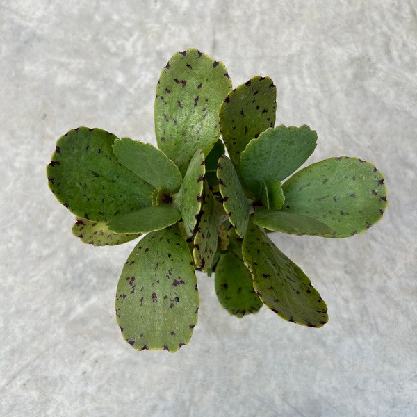 Kalanchoe marmorata