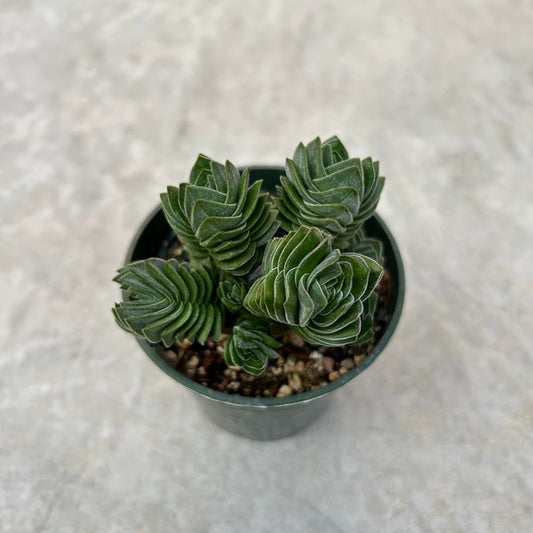 Crassula 'Buddha's Temple'