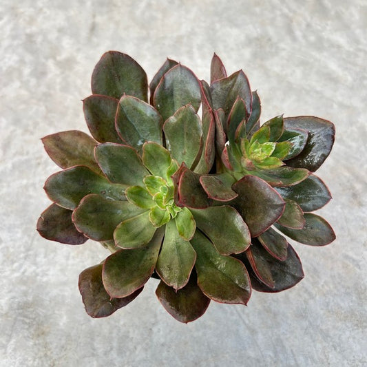 Echeveria Red Prince