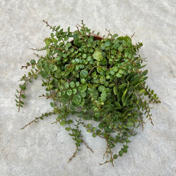 Peperomia prostrata