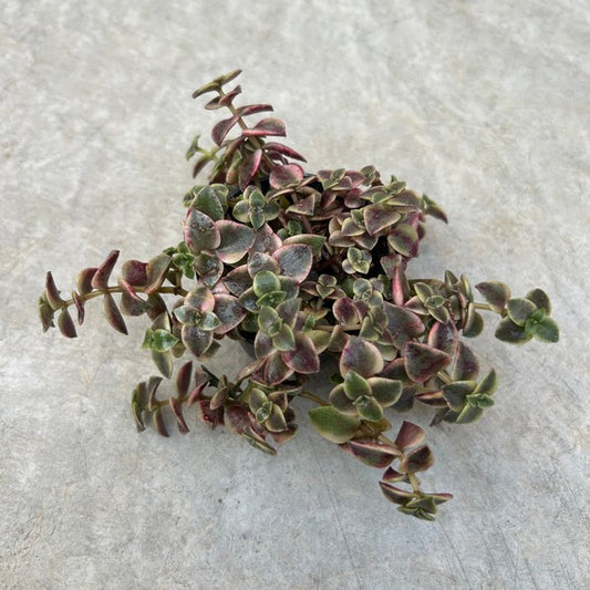 Crassula marginalis 'Rubra'