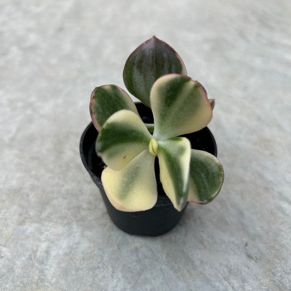 Crassula ovata 'Variegata'