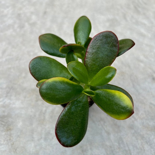 Crassula ovata 'Sunshine'