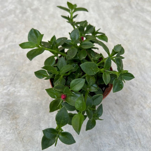 Aptenia cordifolia