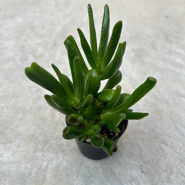 Crassula ovata 'Hobbit'