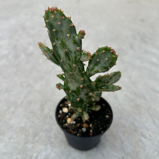 Opuntia vulgaris Variegata