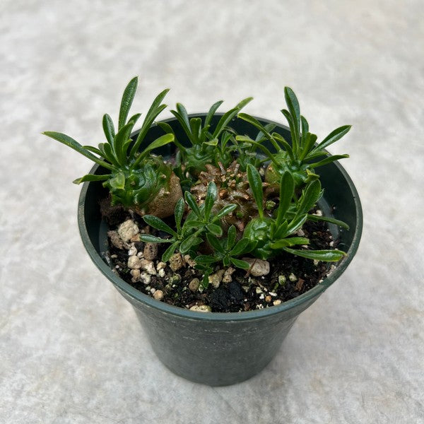 Euphorbia bupleurifolia X Susannae