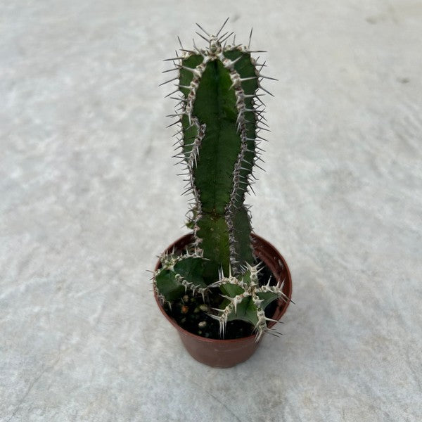 Euphorbia polyacantha