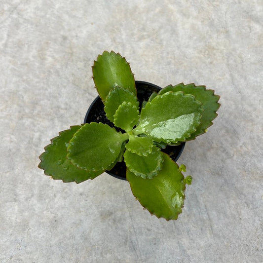 Kalanchoe daigremontiana