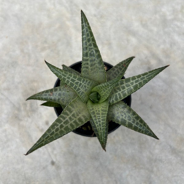 Haworthia tessellata