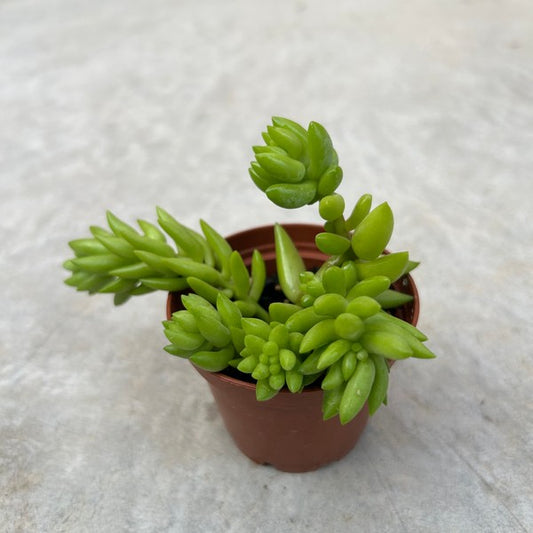 Sedum morganianum