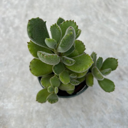 Cotyledon tomentosa