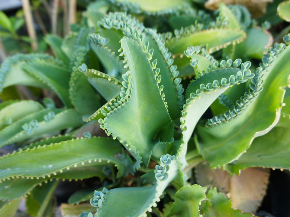 Kalanchoe daigremontiana