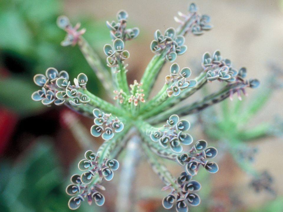 Kalanchoe houghtknii