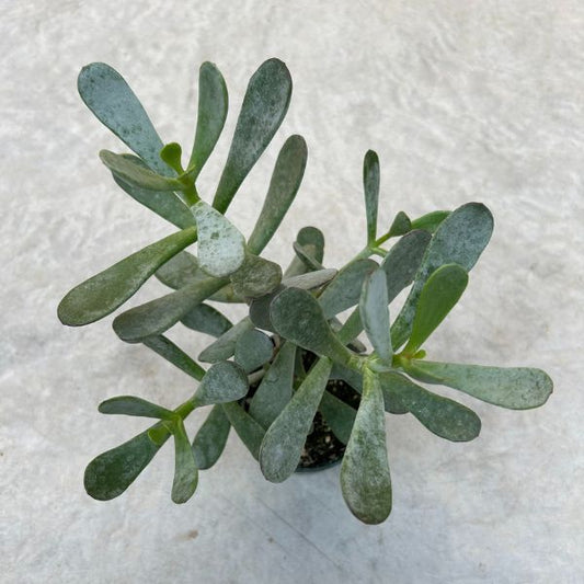 Cotyledon orbiculata 'Silver Peak'