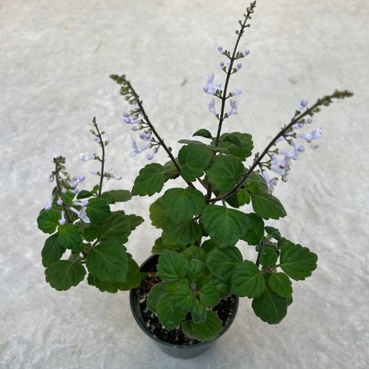 Plectranthus ernstii